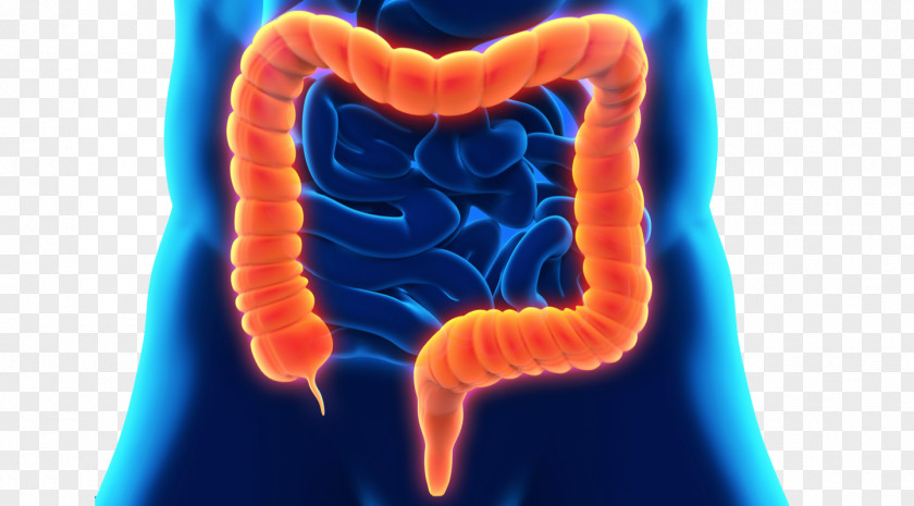 Bowel Large Intestine Colon Cleansing Gastrointestinal Tract Crohn's Disease Colorectal Cancer PNG