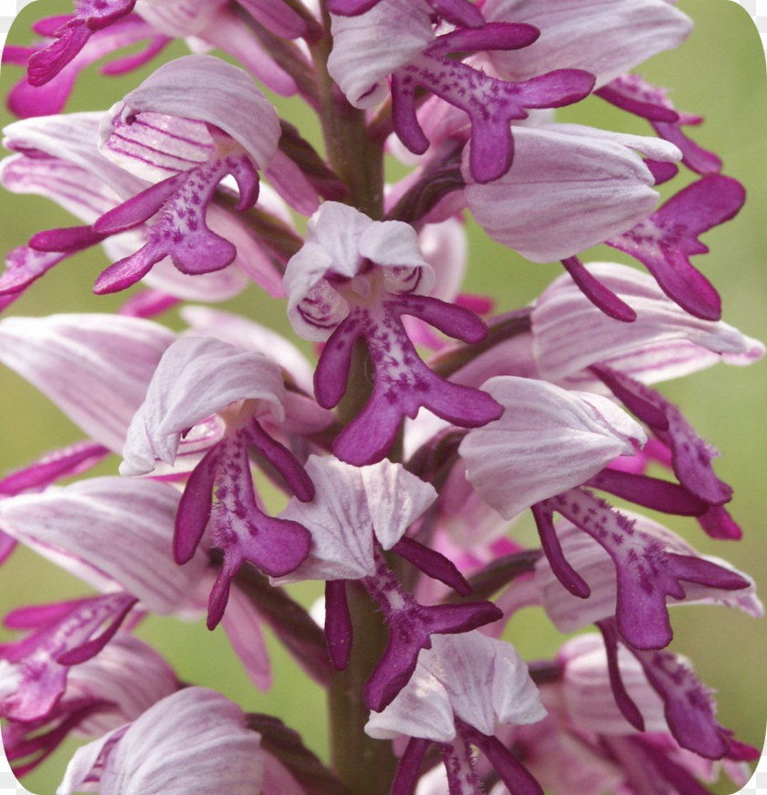 Dendrobium Orchis Militaris Orchids Naked-man Orchid .de PNG