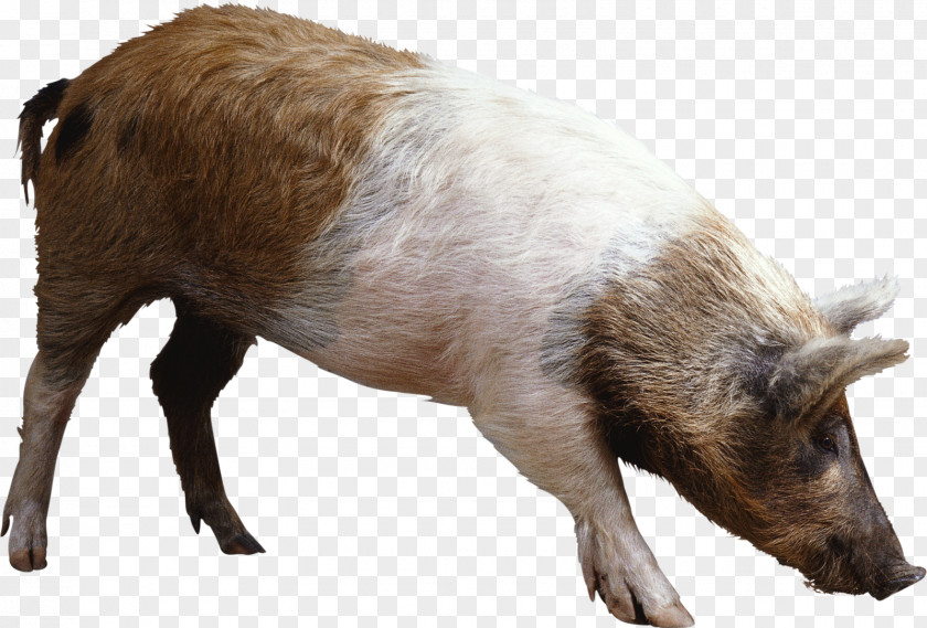 Pig Wild Boar Mummy Clip Art PNG