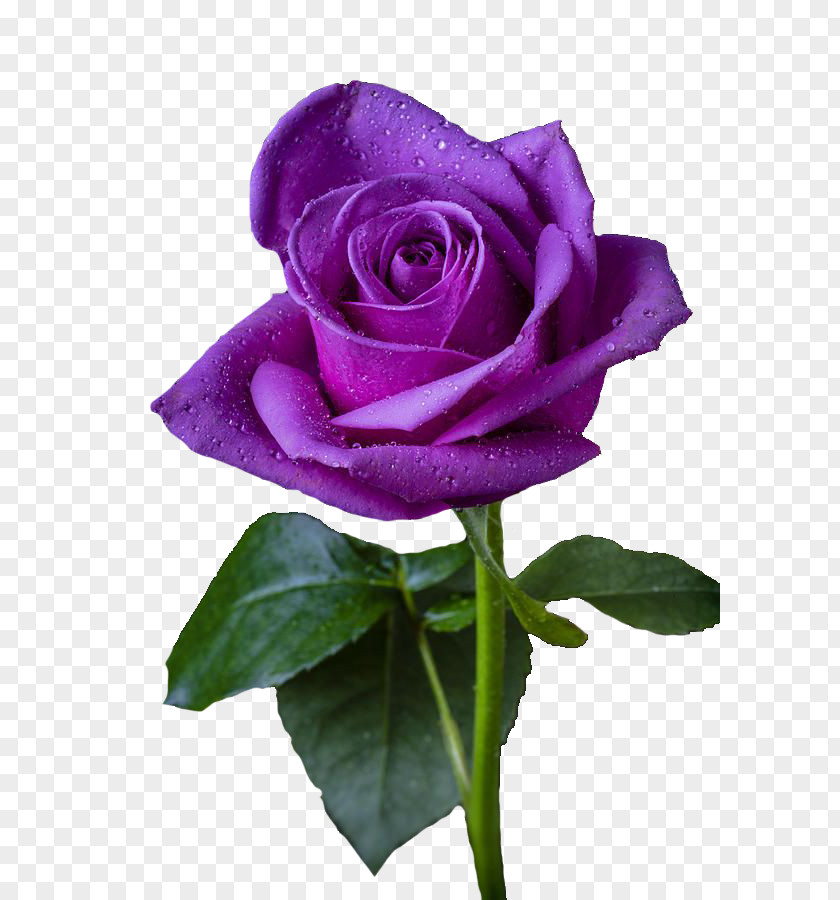 Rose Purple Flower Violet PNG