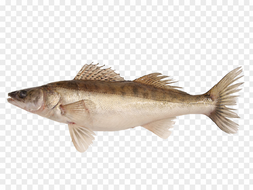 Fish Cod Barramundi Perch Products Bass PNG