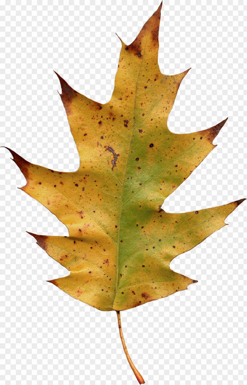 Autumn Leaves Maple Leaf Yellow PNG