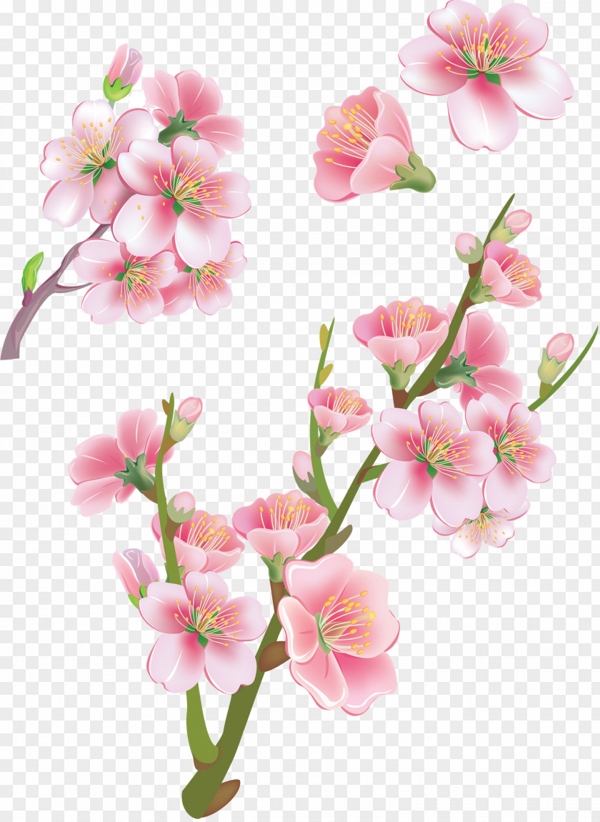 Ebay Download Cherry Blossom Vector Graphics Stock Photography Illustration Royalty-free PNG