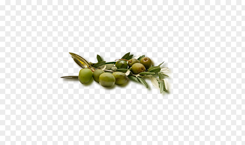 Olives Olive Fruit Icon PNG