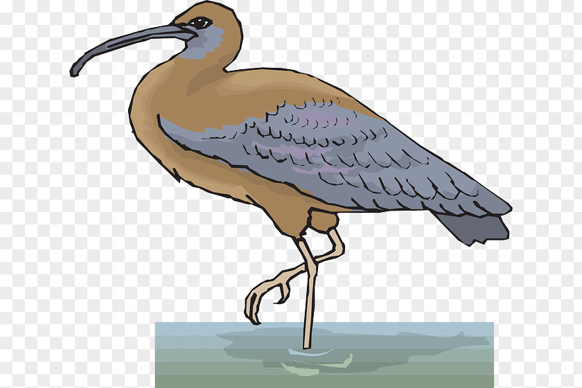 Waterbirds American White Ibis Bird Clip Art PNG