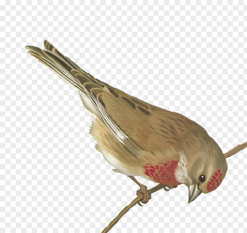 Bird Watercolor European Greenfinch Clip Art PNG