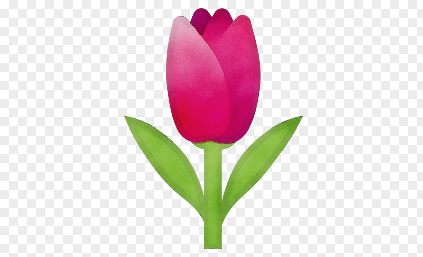 Bud Lady Tulip Flowering Plant Tulipa Humilis Flower Petal PNG