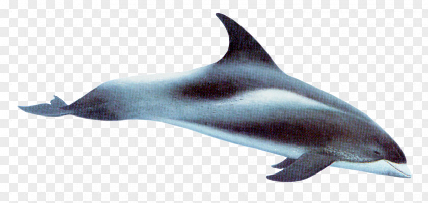 Dolphin White-beaked Short-beaked Common Bottlenose Rough-toothed Hourglass PNG