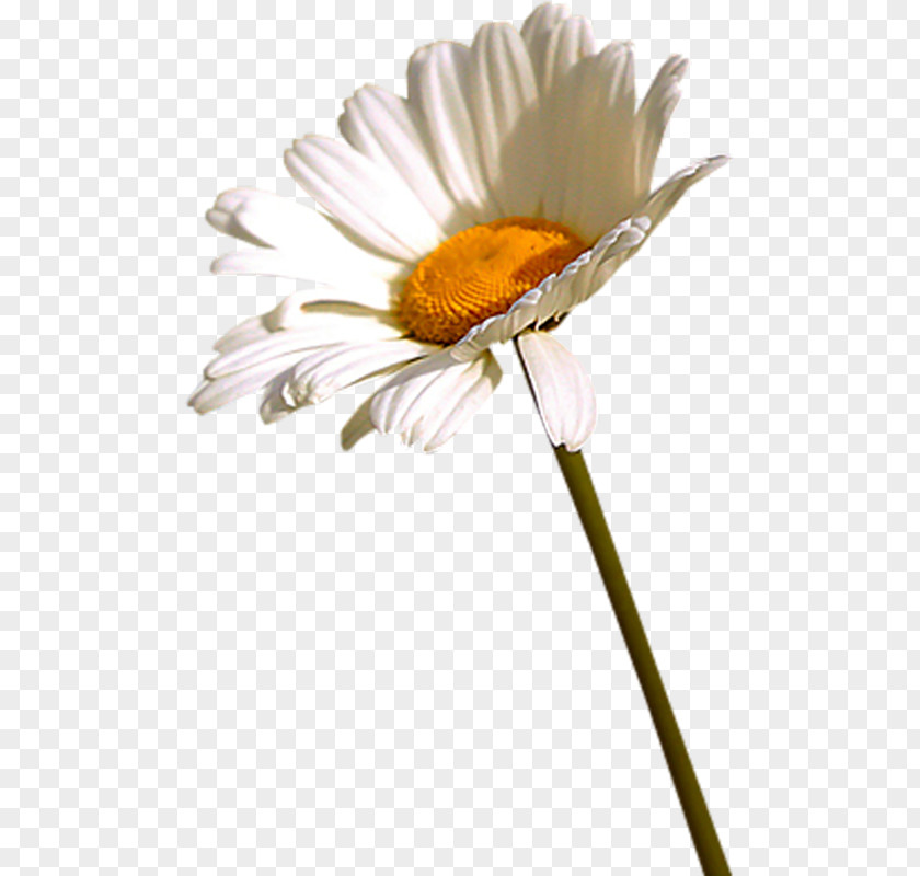 Flower Oxeye Daisy German Chamomile Clip Art PNG
