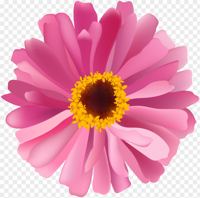 Flowers Pink Transvaal Daisy Chrysanthemum Marguerite Family Aster PNG