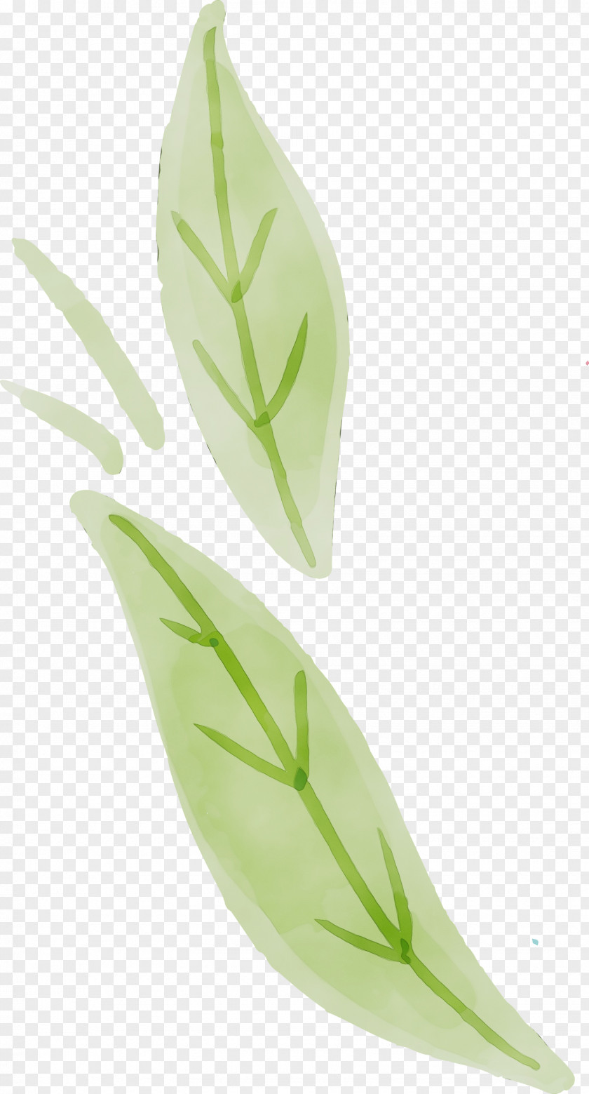 Leaf Plant Stem Plants Structure Science PNG