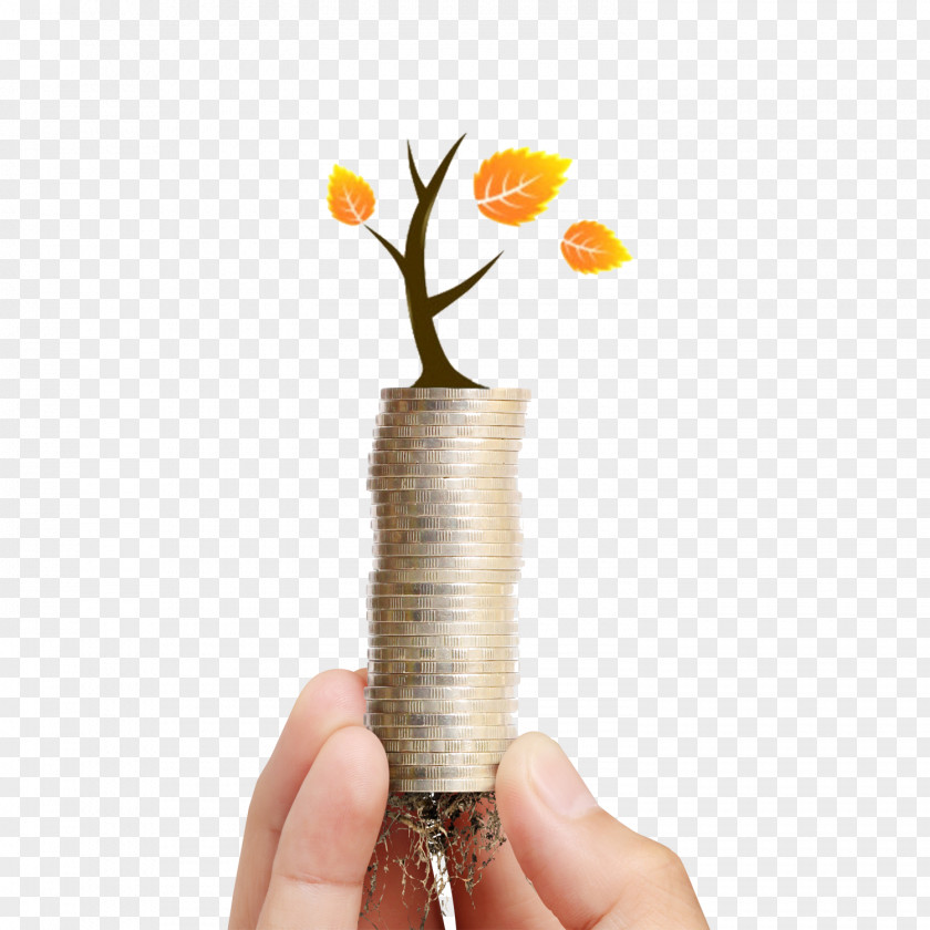 Live Hand Holding Green Teeth Picture Bonsai U56edu827au76c6u666f Seedling PNG