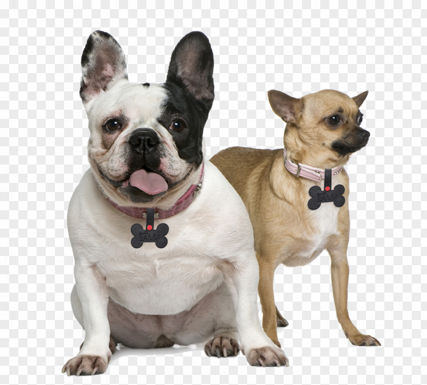 Yellow Belldog French Bulldog Toy Chihuahua Puppy PNG