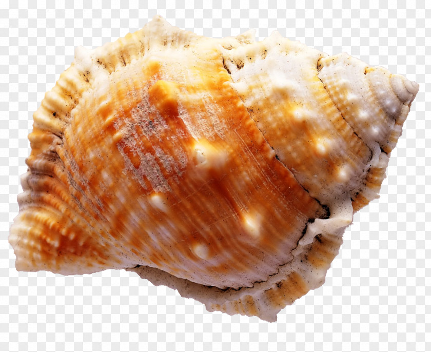 Conch Diamant Koninkrijk Seashell Sea Snail Wallpaper PNG