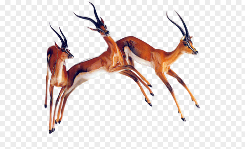 Deer Impala Animal PNG