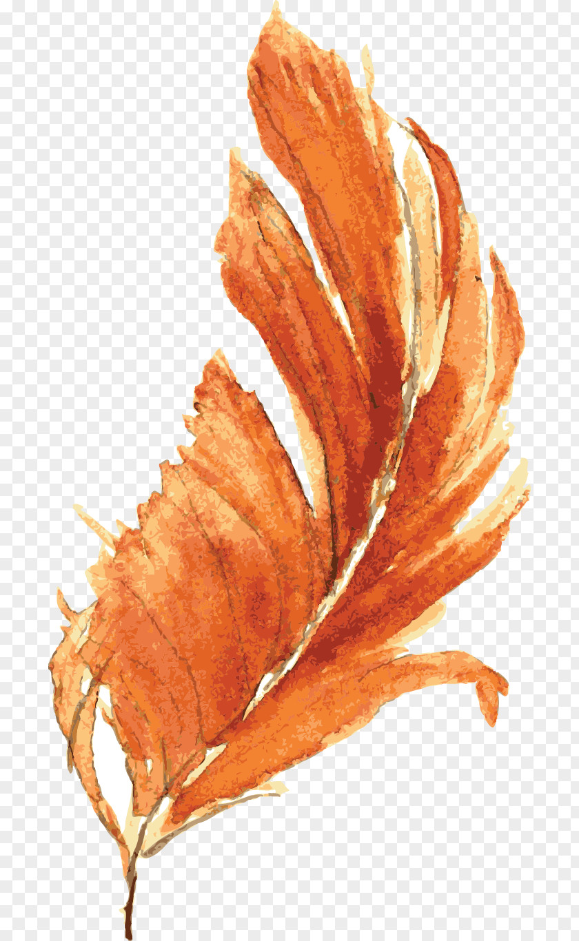 Drawing Vector Orange Feather Watercolor Painting PNG