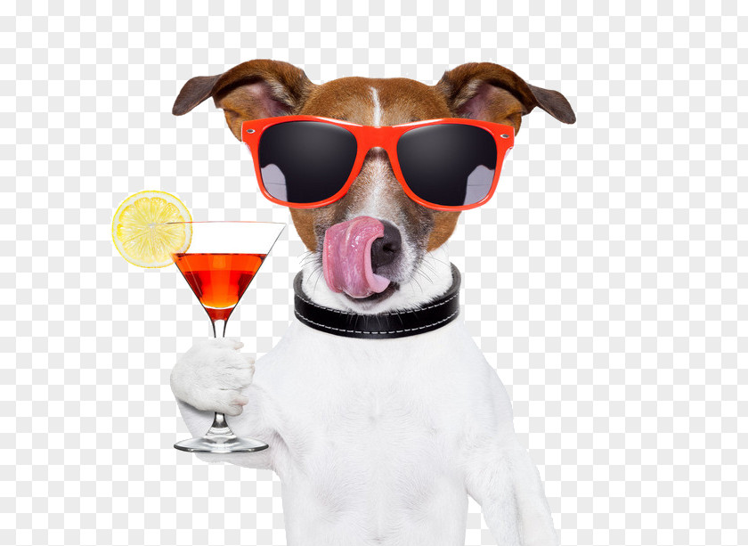Sun Drink Red Wine Dog PNG