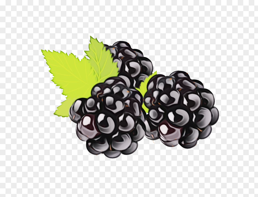 Superfood Food Grape Fruit Blackberry Grapevine Family Berry PNG