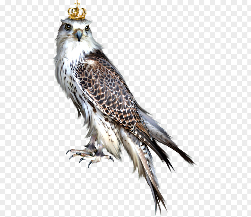 Bird Of Prey Owl Blog Eagle PNG