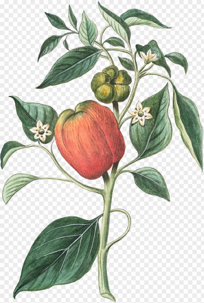Black Pepper Bell Botany Drawing Bush Tomato Chili PNG
