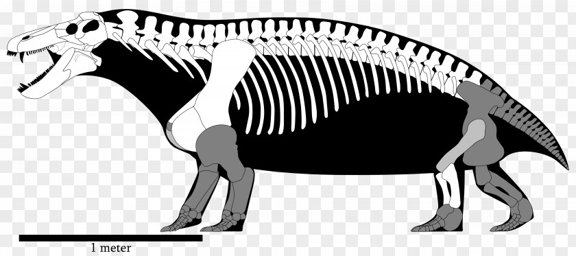 Dinosaur Tyrannosaurus Yutyrannus Australovenator Megaraptor PNG