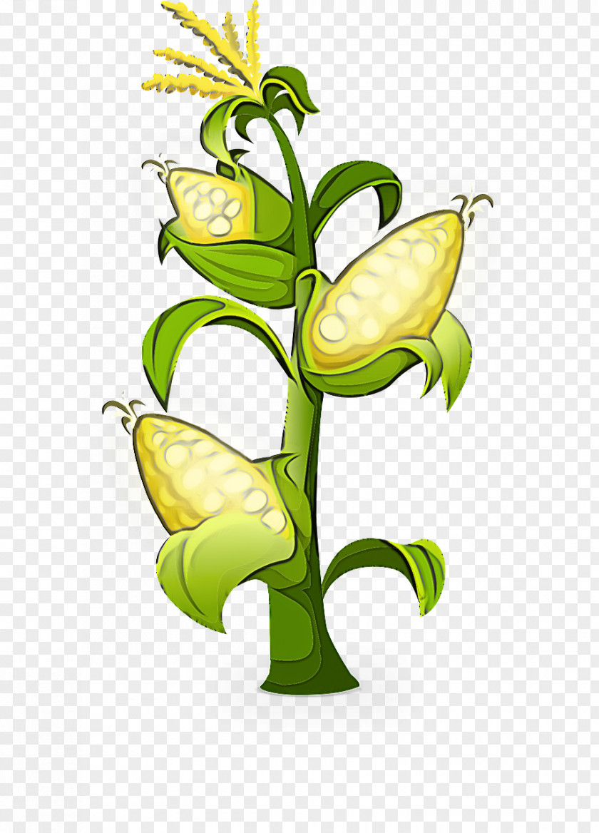 Flower Plant Yellow Stem Nepenthes PNG