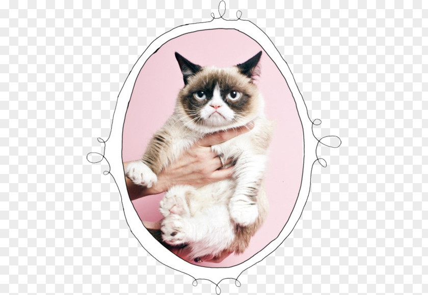 Cat Grumpy Kitten Food Cats And The Internet PNG