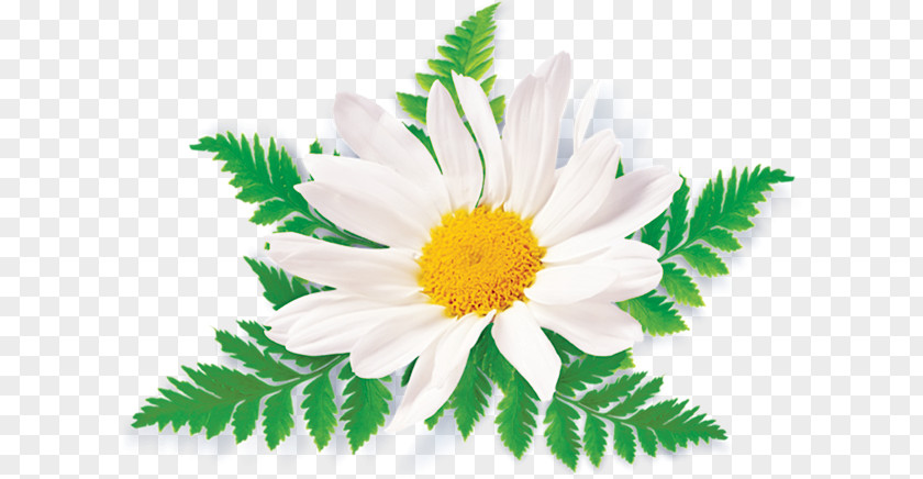 Chamomile Clip Art Openclipart Image PNG
