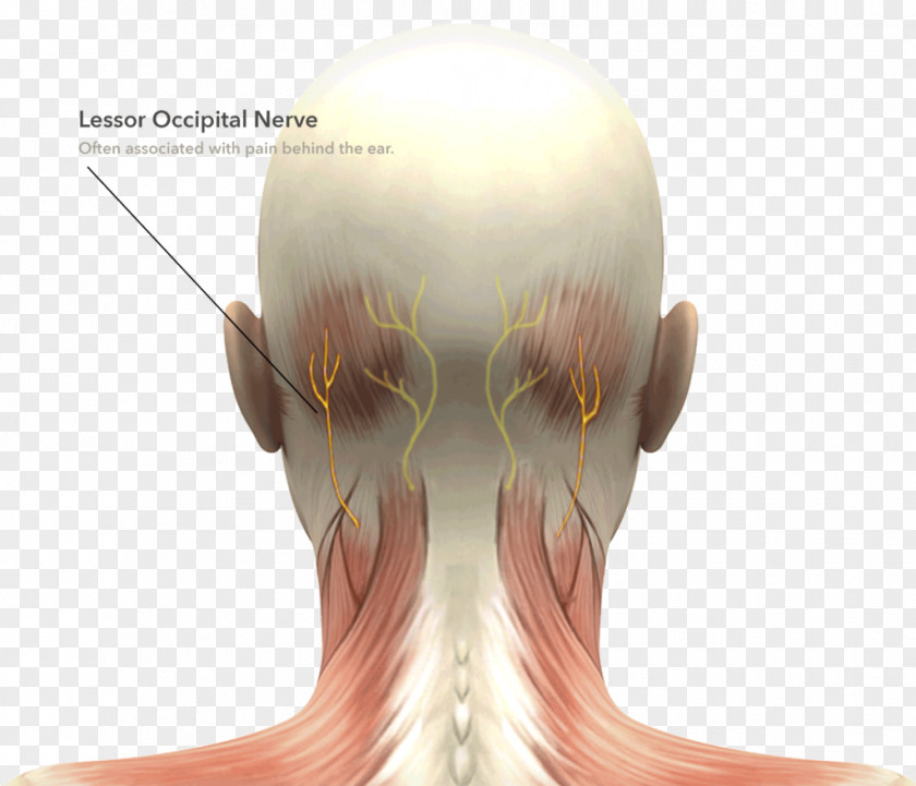 Neck Muscle Head And Anatomy Human Body PNG