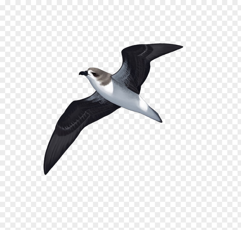 Peixe Espada Preta Seabird Costeiras Shorebirds Beak PNG