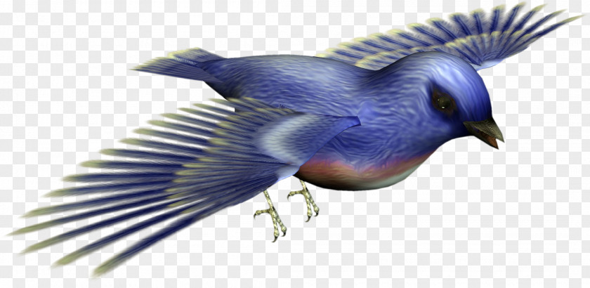 Bird Image Download PNG