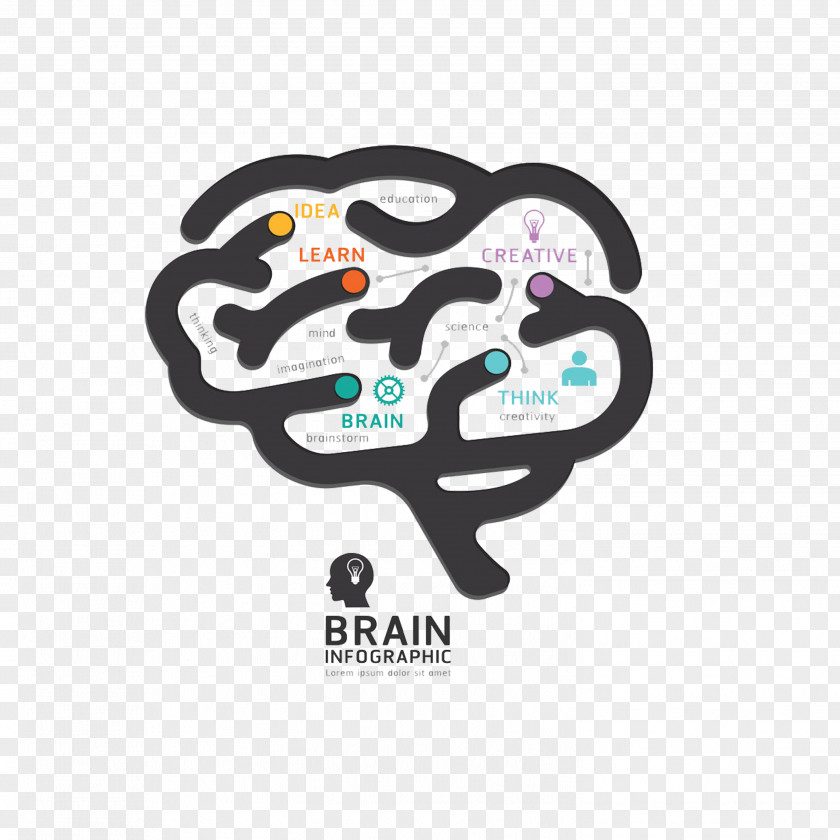 Brain Human Graphic Design Diagram PNG