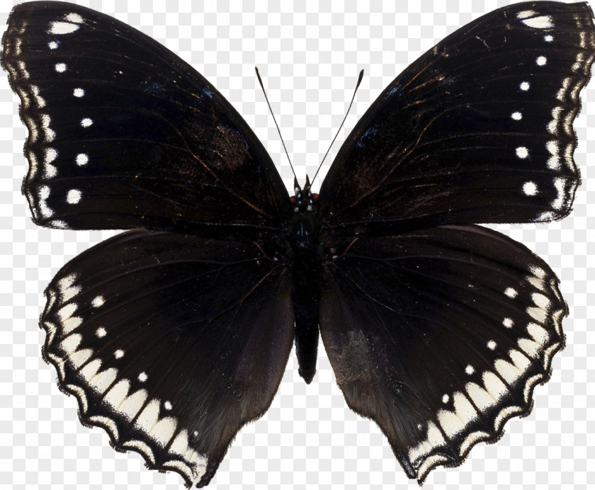 Butterfly Papilio Machaon Moth PNG