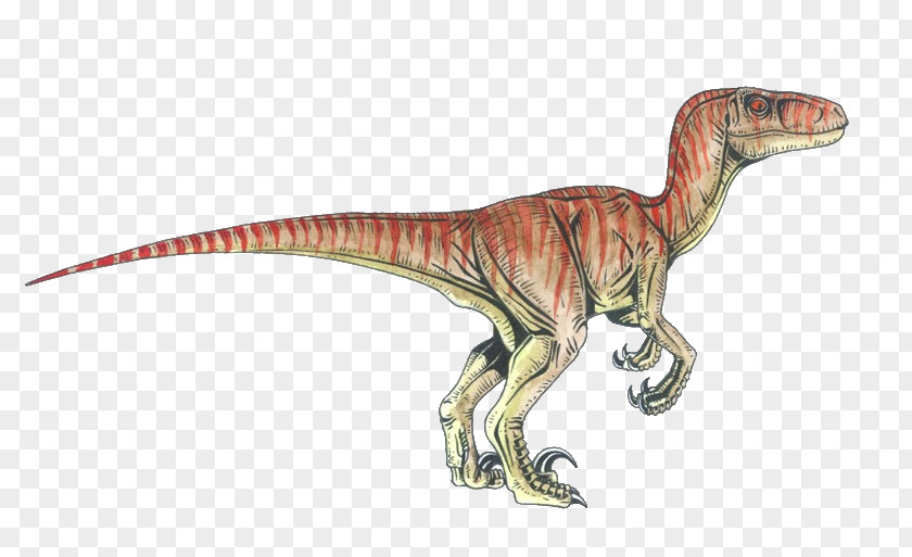 Dinosaur Velociraptor Deinonychus Tyrannosaurus Achillobator PNG