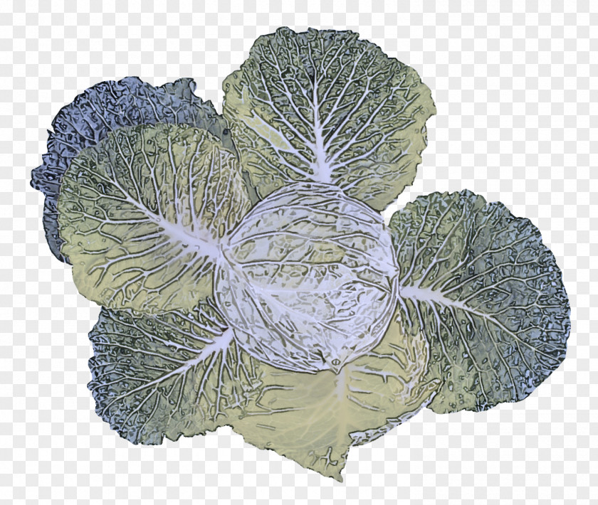 Cabbage Ingredient Ground Meat Mold Potato PNG