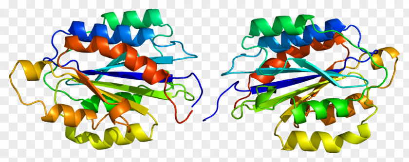 CD49b Integrin Protein Receptor Cell PNG