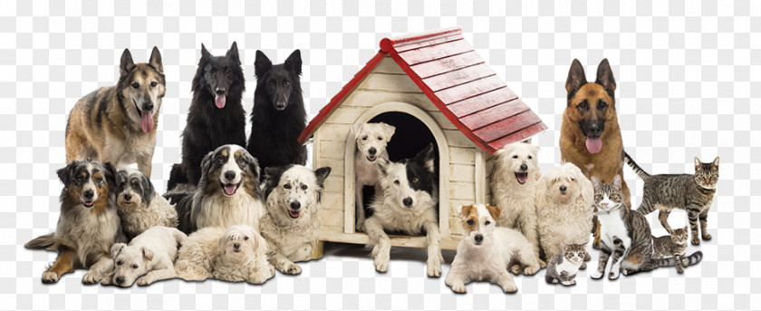 Dubai Travels Agency Cat Pet Sitting Maltese Dog Puppy Mouse PNG