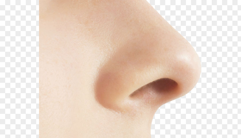 Nose Pic Human Olfaction PNG