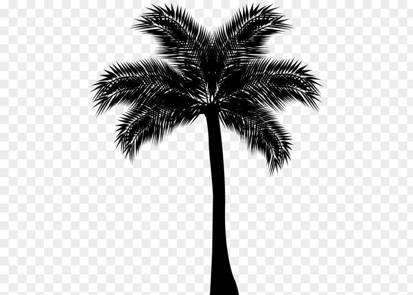 Palm Tree Silhouette Arecaceae Drawing Clip Art PNG