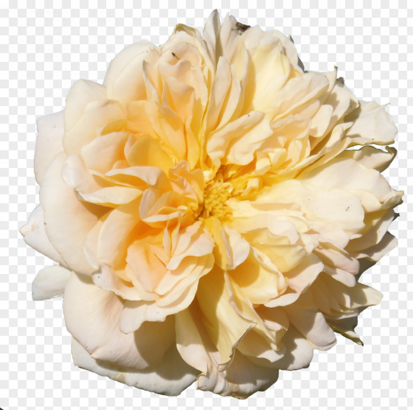 Peony Cabbage Rose Garden Roses Floristry Cut Flowers PNG