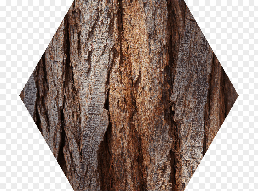 Wood Base Stock Photography Royalty-free Tree PNG
