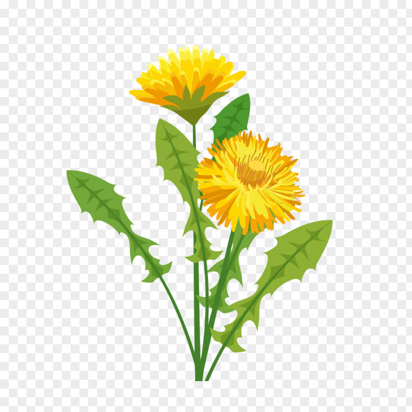 Cut Flowers May Sainte-Adresse Sunflowers Annual Plant PNG