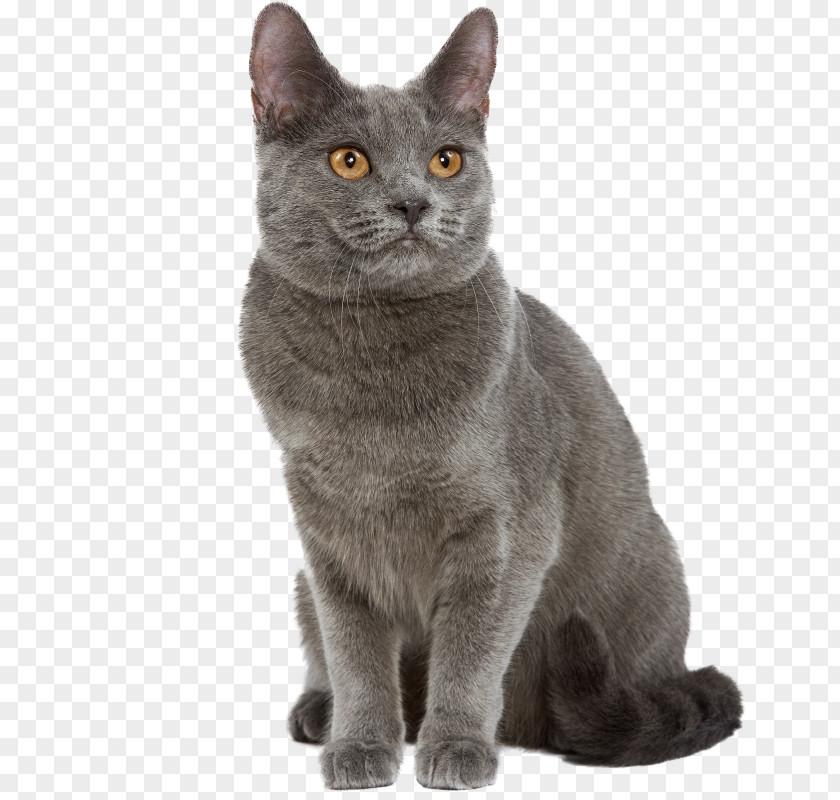 Kitten Chartreux Turkish Angora Exotic Shorthair Cat Breed PNG