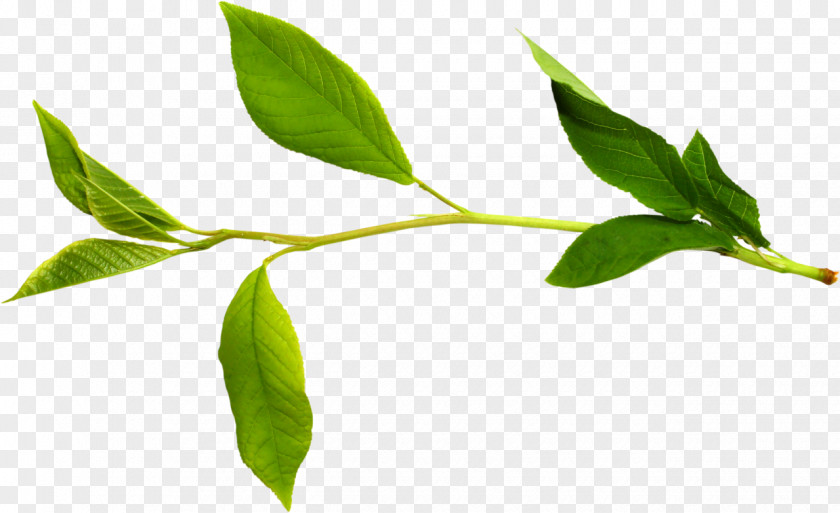 Leaf Branch Twig Tree PNG