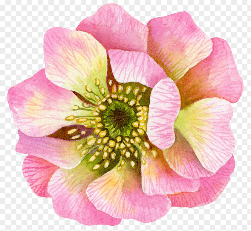 Pincushion Flower Photograph Petal Clip Art Image PNG