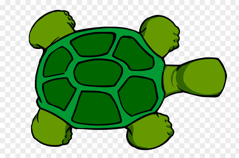 Tortoide Sea Turtle Clip Art PNG