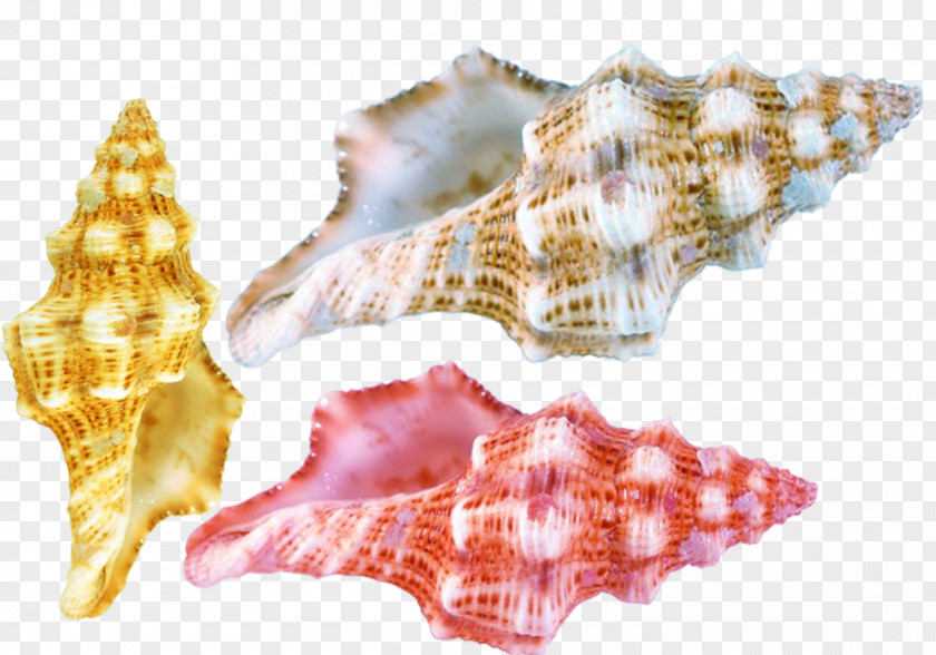 Conch Shell Material Seashell Conchology Sea Snail PNG