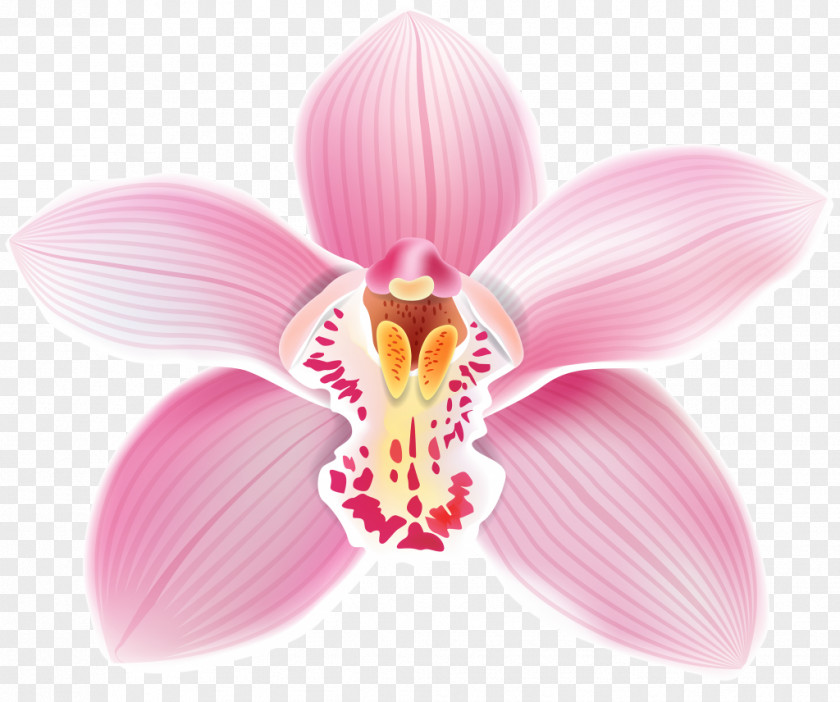 Flower Top Clip Art Vector Graphics Image Cattleya Loddigesii PNG