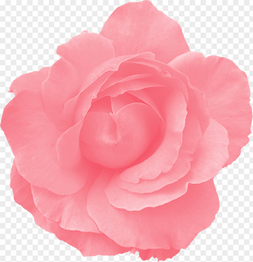 Jessica Clip Art Rose Pink Flowers PNG