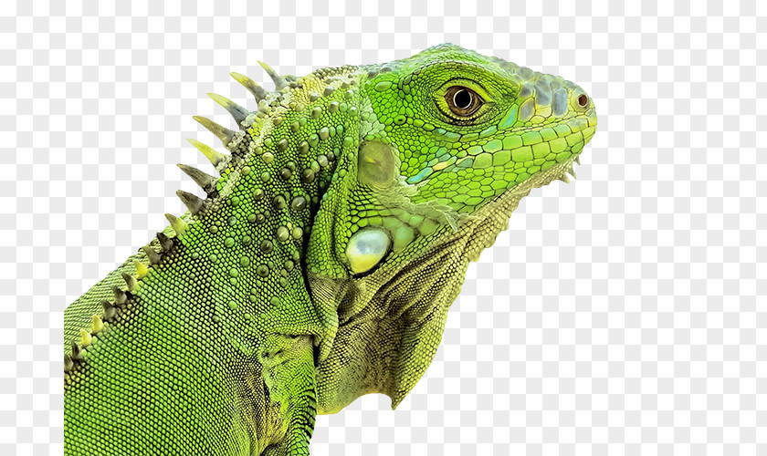 Lizard Pictures Green Iguana Reptile Chameleons Snake PNG